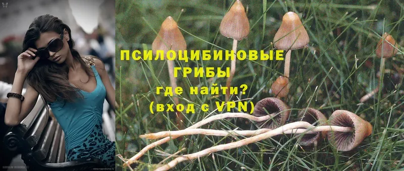 купить  сайты  Костерёво  Псилоцибиновые грибы Psilocybine cubensis 